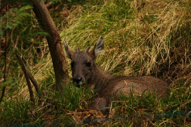Амурский Горал (Фото): Как выглядит, Где обитает, Чем питается и Интересные факты