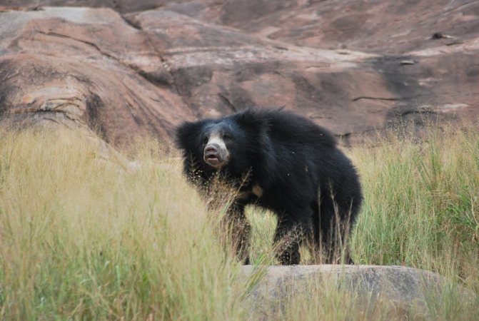 Медведь Губач: как выглядит, где обитает, чем питается и интересные факты