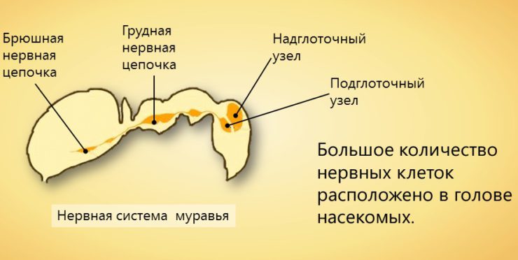 Сколько живут муравьи, каково их строение и как они выглядят