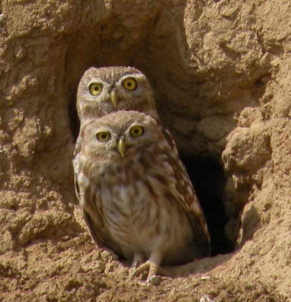 Домовой сыч - описание, чем питается, сколько живут, содержание в домашних условиях