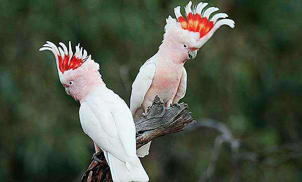 Виды, породы и окрасы попугаев с фото и названиями: как выглядят попугаи, сколько их в мире, какие бывают домашние попугайчики