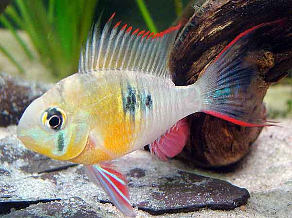 Апистограмма Рамирези: содержание, разведение