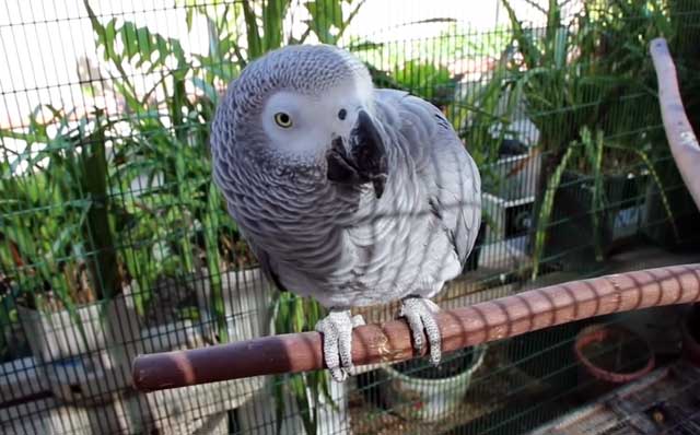 Сколько живут жако в домашних условиях