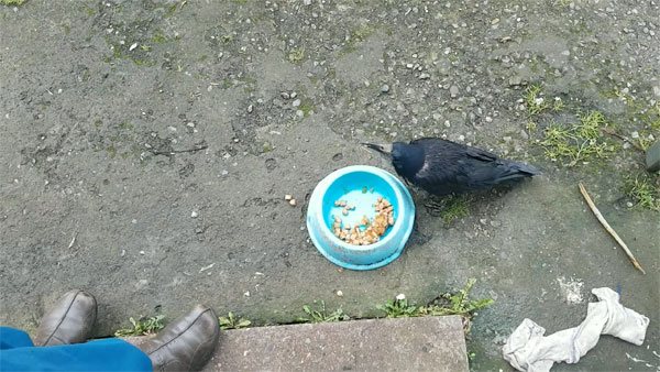 Грачи - особенности жизни, места обитания, поведение и питание птиц