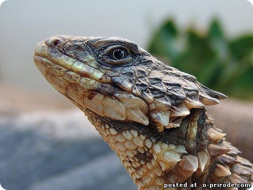 Поясохвост