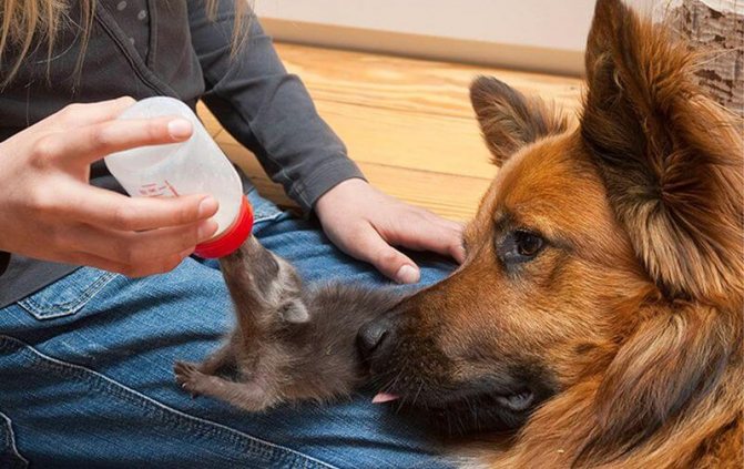 Енот в домашних условиях: содержание и уход