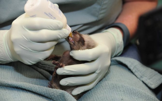 Енот в домашних условиях: содержание и уход