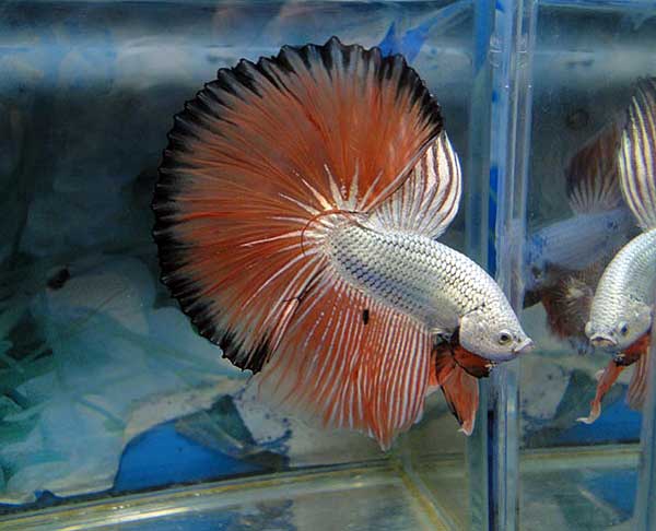 Сколько лет живет рыбка петушок