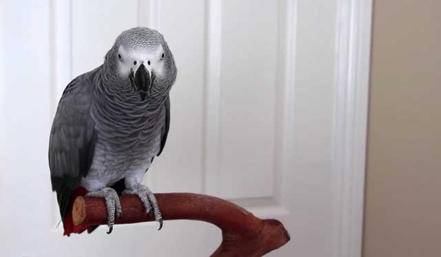 Сколько живут жако в домашних условиях