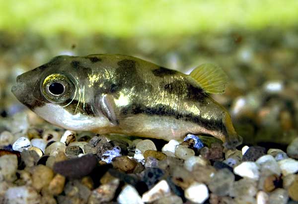 Карликовый тетрадон: совместимость, содержание, уход