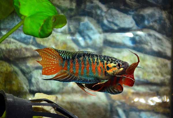 Макропод:содержание и уход в аквариуме, совместимость, виды