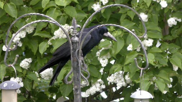 Грачи - особенности жизни, места обитания, поведение и питание птиц