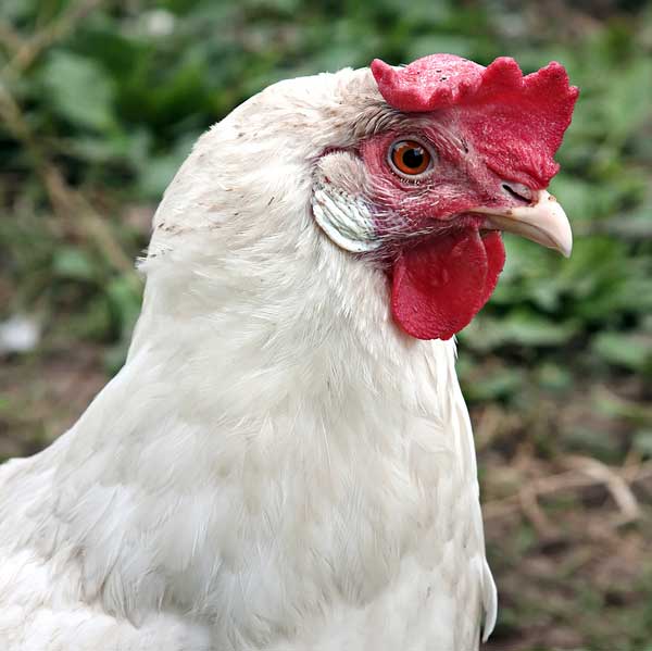 Куры Супер Ник: описание породы, разведение