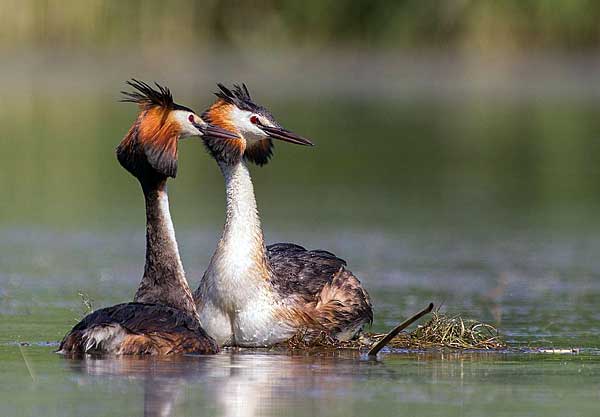 Чомга: описание, особенности, виды, образ жизни и среда обитания чомги