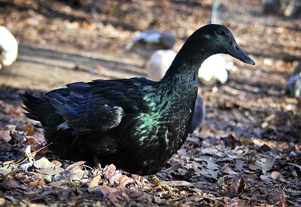 Утка Каюга: описание породы, содержание и уход, плюсы и минусы