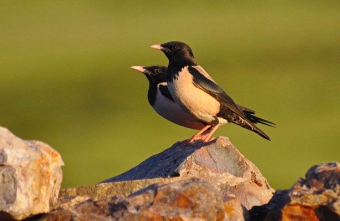 Записки астраханского натуралиста