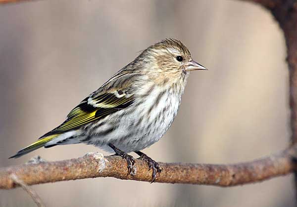 Птица чиж: содержание певчей птицы в неволе