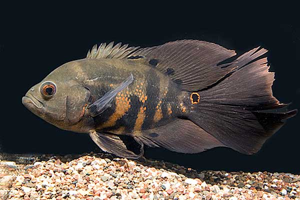 Совместимость астронотусов с другими рыбами: рекомендации