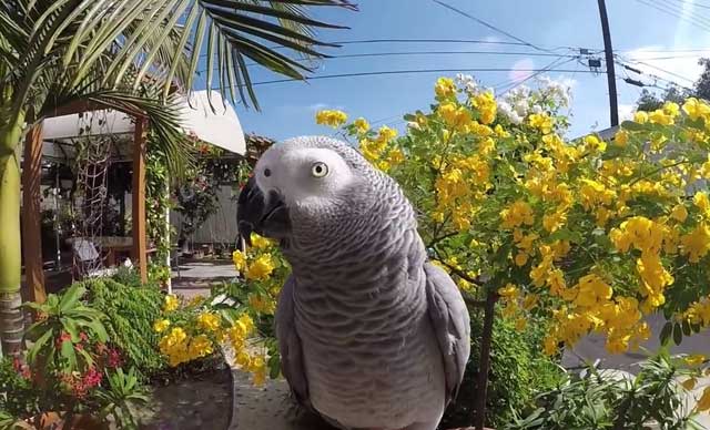 Сколько живут жако в домашних условиях