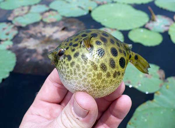 Карликовый тетрадон: совместимость, содержание, уход