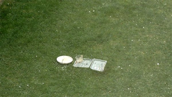 Грачи - особенности жизни, места обитания, поведение и питание птиц