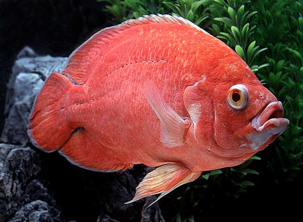 Совместимость астронотусов с другими рыбами: рекомендации