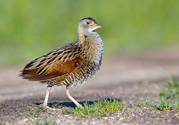 Коростель - описание, где обитает и как выглядит