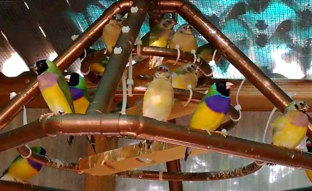 Зебровые амадины: описание, уход и содержание в домашних условиях