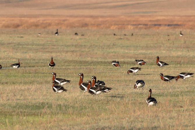Краснозобая казарка:  описание птицы, особенности, виды, среда обитания