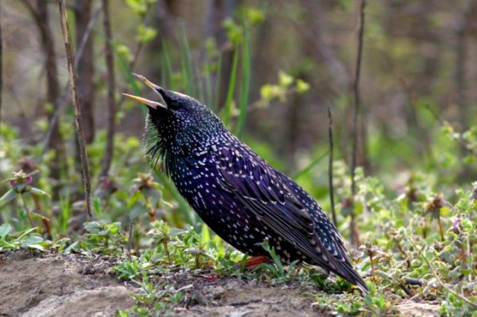 Записки астраханского натуралиста