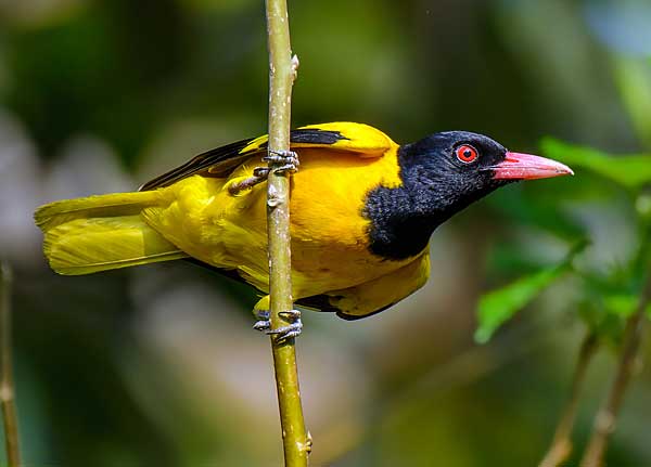 Птица Иволга: пение, самец и самка, как выглядит, гнездо