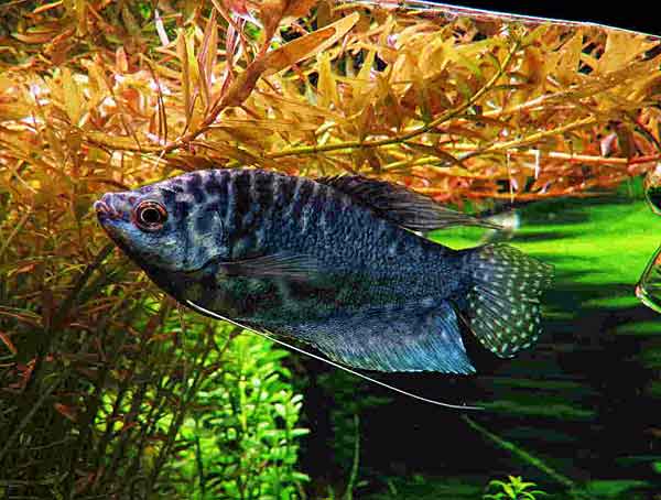 Совместимость гурами: с кем уживаются в аквариуме