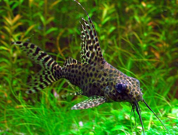 Сом синодонтис (перевертыш): совместимость с другими аквариумными рыбками, содержание, виды, размножение