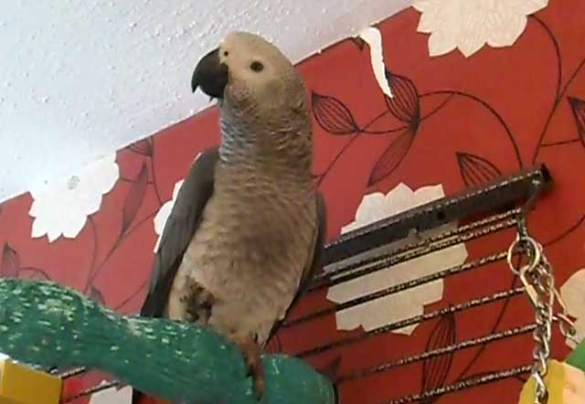 Сколько живут жако в домашних условиях