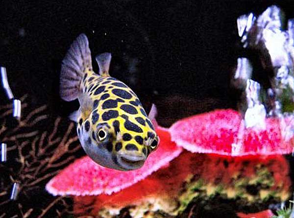 Карликовый тетрадон: совместимость, содержание, уход