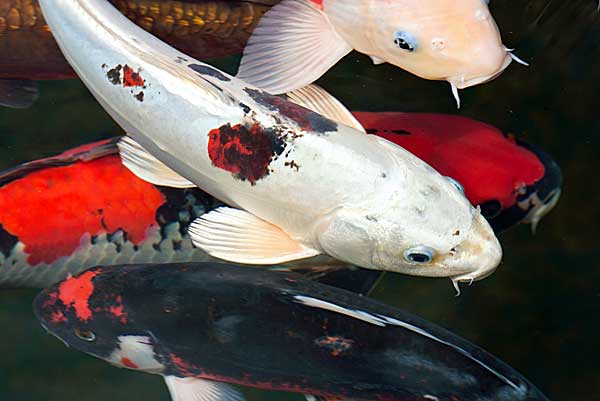 Кои: потребности, разведение и уход, объем воды для кои, температура для карпов кои, кислород, питание, фильтрация воды, растения для водоема, защита от хищников