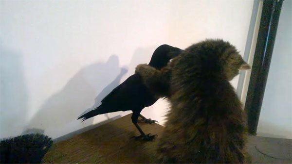 Грачи - особенности жизни, места обитания, поведение и питание птиц