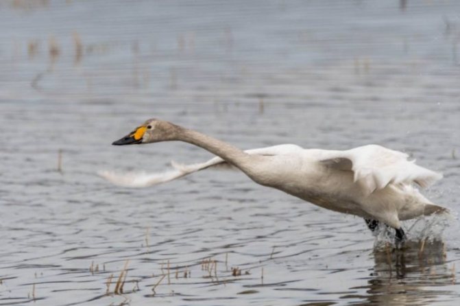 Когда и как лебеди выводят своих птенцов: особенности содержания маленьких лебедей