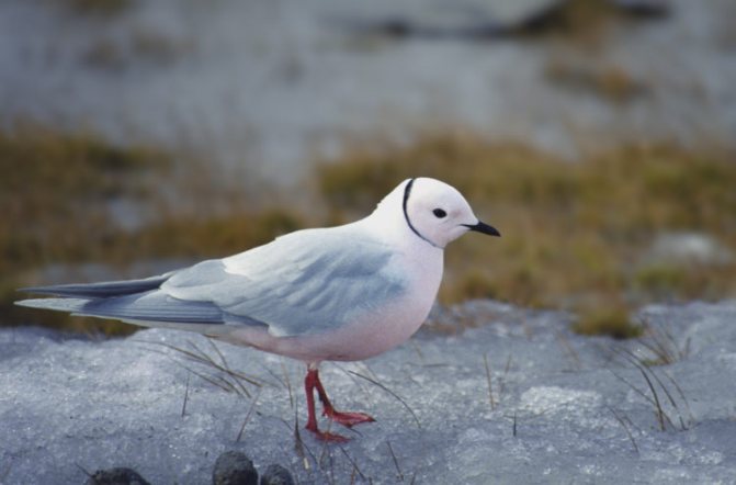 Розовая чайка – арктическая жительница