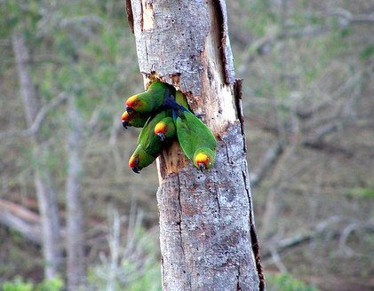 Попугай Аратинга: солнечный, золотой, яндайя, черноголовый