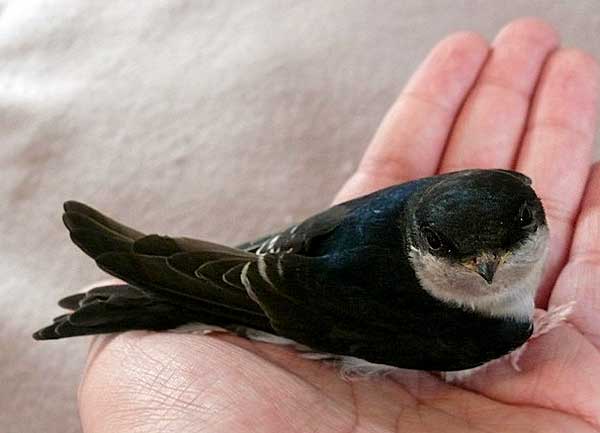 Где зимуют ласточки из России - описание, особенности и интересные факты