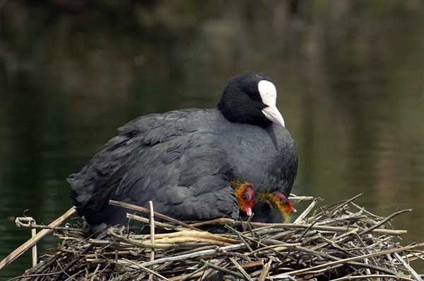 Лысуха - это не утка, а птица из семейства пастушковых