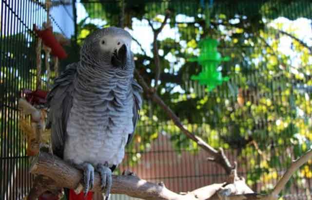 Сколько живут жако в домашних условиях