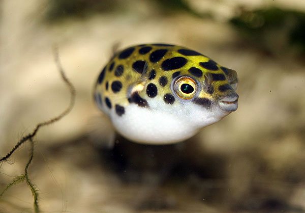 Карликовый тетрадон: совместимость, содержание, уход