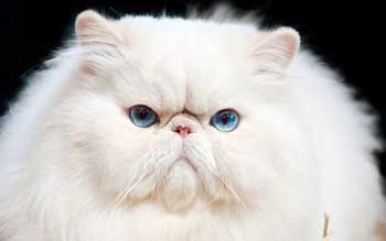 Сколько лет живут персидские кошки, продолжительность жизни перса