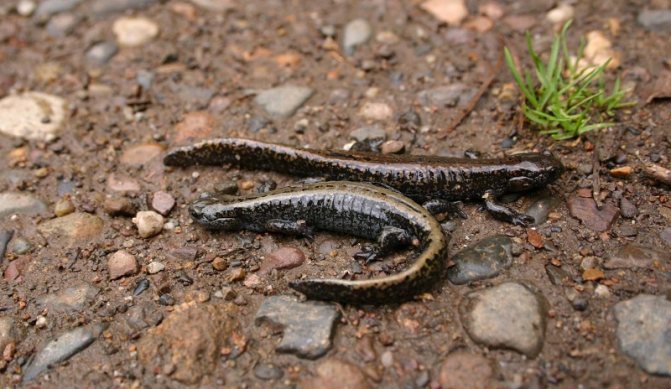 Сибирский углозуб — интересные факты и сведения