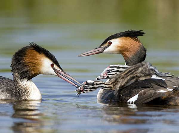 Чомга: описание, особенности, виды, образ жизни и среда обитания чомги
