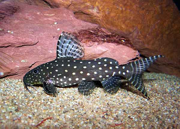 Сом синодонтис (перевертыш): совместимость с другими аквариумными рыбками, содержание, виды, размножение