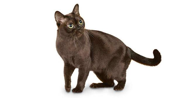 Бурманская короткошерстная кошка: описание породы и характера Бурманская короткошерстная кошка: описание породы и характера