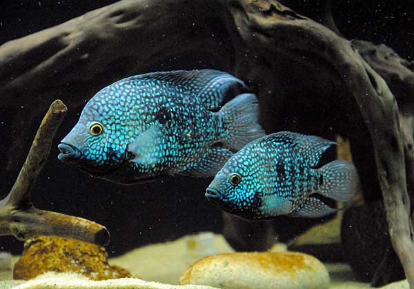 Цихлазома чернополосая (полосатая цихлида, зебра): совместимость с другими рыбкам, содержание, размножение (разведение), мальки